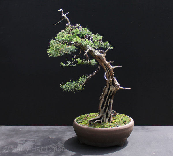 Chinese Juniper Bonsai